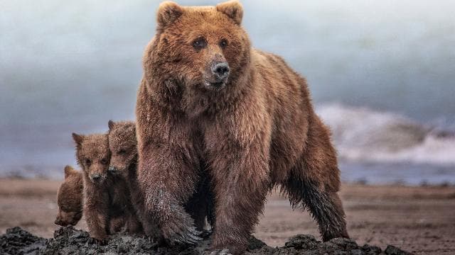 Bear Awareness - OSHA
