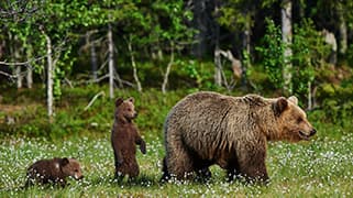 Bear Awareness Online
